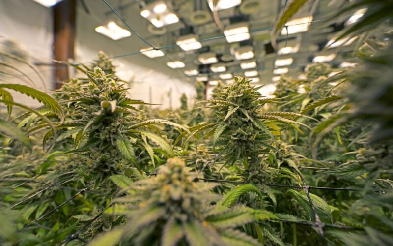 Anvisa lança novo projeto para regularizar uso da maconha medicinal