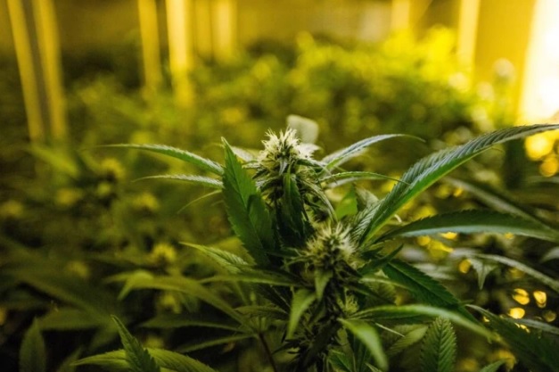 Anvisa estabelece normas para o plantio de cannabis com finalidade terapêutica no país; descubra as diretrizes