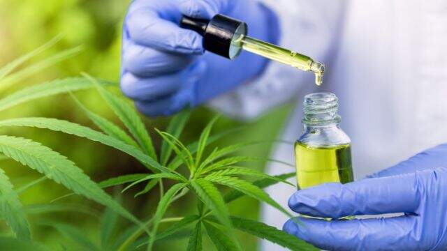 Pesquisa revela que cannabis oferece pouco benefício para problemas mentais