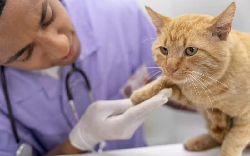 Gatos podem ser peças-chave em pesquisas para tratamentos contra o câncer, aponta estudo