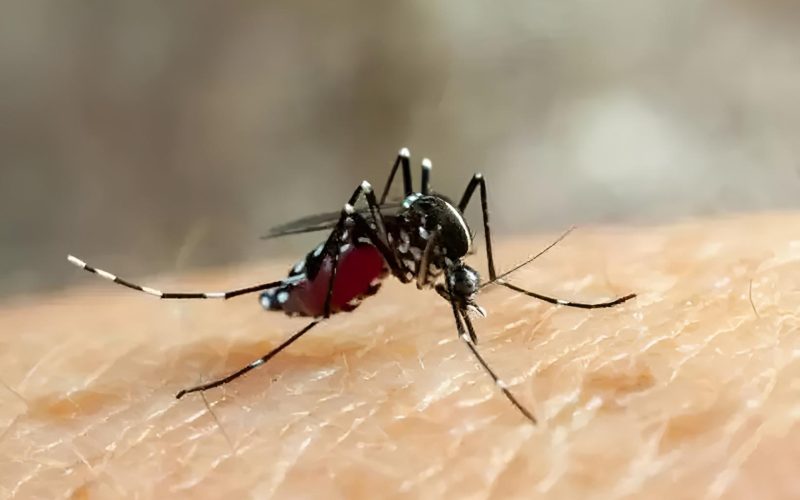 Porto Alegre retoma padrões normais com a diminuição dos casos de dengue, zika e chikungunya
