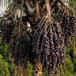 Açaí: pesquisa recente revela propriedades neuroprotetoras da fruta para o cérebro juvenil