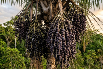 Açaí: pesquisa recente revela propriedades neuroprotetoras da fruta para o cérebro juvenil