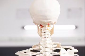 Os segredos dos ossos: como o esqueleto se conecta e influencia a saúde do corpo inteiro
